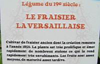 12 - Legume du 19e - Le Fraisuer La Versaillaise.jpg